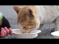 God bless Japan's cute stray cats!