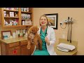GIARDIA TREATMENT FOR PUPPIES + DOGS? | Can you get it? | Dr. Lindsay Butzer Vet Explains !