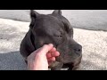 American Bully 3 weeks pregnant | GrCh Waffle House great granddaughter breeding #AmericanBully #NRK