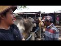 16 juta!! Sapi Potong harga Murah Bakule Pusing!! Pasar Kerek