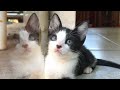 How ferocious rescued kitten grows up: from 0-15 months 