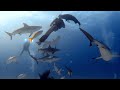 Bahamas Shark Video   YouTube