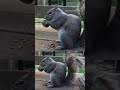 grey squirrel eats a walnut sounds 😋