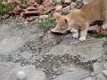 Os gatinhos jogando uma bolinha