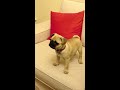 Barking at strange noises (Pug puppy Maggie 3 months old)
