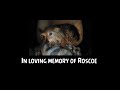 Remembering my Dog, Roscoe