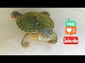 Turtle pond setup || Turtle Pond setup at home || Turtle pond making || Turtle from Pari Aquarium 🐢