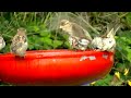 IECV NV #736 - 👀 House Sparrows Bathing Junco And A Grey Squirrel Getting A Drink 10-30-2018