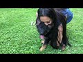 Surprising my wife with German Shepherd Pup!!