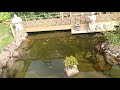 stocking the Koi pond