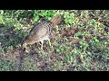 Sri Lanka Junglefowl (female) - Yala - Sri Lanka - Feb 2019