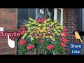 How to plant easy fill gated hanging basket/London