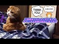 自由奔放なスコティッシュフォールド猫、みかん君が暴走中！【treasure hunt cat】