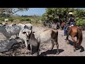 MUITOS BEZERROS NASCENDO NA NOSSA FAZENDA🙏! Vaca brava veio pra cima de mim.