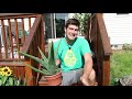 How to Grow Aloe - a Complete Growing Guide