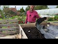 No dig abundance in my summer garden| and a few problems| Charles Dowding