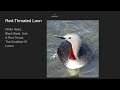 Loons - Bird Reviews