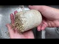 How to Grow Mushrooms: PF TEK