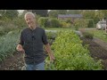 For harvests in autumn mostly| the key sowing date and a taste comparison| Charles Dowding