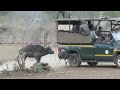Buffalo Get SAVED by RANGERS and ATTACK vehicles!!!