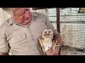 Invasion of the Barn Owls
