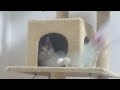 だるそうにおもちゃで遊ぶ猫⑫～A cat playing with a darling cat feather toy 18