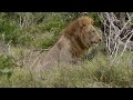 STRONG MALE LION in Nsemani Dam area - Kruger National Park South Africa
