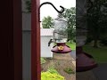 Slo-mo Hummingbird in the backyard