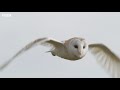 Graceful Barn Owl Hunting in the Daytime | BBC Earth