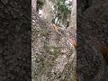 Eastern Rat snake climbing a tree Myakka State park Florida
