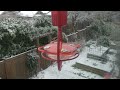 Hummingbird (Penelope) during the Ice Storm.
