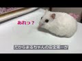 【まるちゃんリポート】お転婆なまるちゃん🐹の一日😅今日の計画は❓　　【毎週水曜日配信】　(Video Up On Wed.)