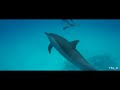 sataya reef dolphin house Marsa Alam p2 #snorkeling #p2