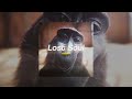 Lost Soul   Rizz Monkey Slowed+ reverb