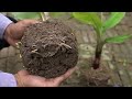 The video summarizes the best techniques applied in breeding banana plants for high yield