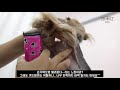 요크셔 테리어 썸머컷 (Korean style grooming Yorkshire Terrier)