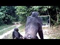 Mother chimpanzee and her baby go to mirror training class in which other chimps participate / Gabon