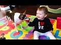 Funniest Babies First Time Play With Puppies - Funny Baby and Dog || Cool Peachy