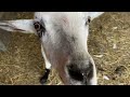baby goat update and showing you around the farm