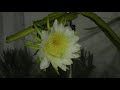 [4K] Timelapse da flor de pitaya se abrindo