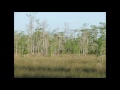 Sun Shines Through Everglades