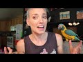 What Having a Macaw is REALLY Like! | Jinx My Blue Throat Macaw