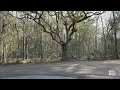 Fontainebleau State Park Campground Review Park Tour Louisiana