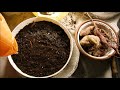 how to start ornamental sweet potatoes tubers, how to grow ornamental sweet potato tubers
