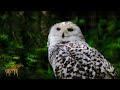 Bird Paradise - A Diverse Bird Compilation || Use Headphones 🎧