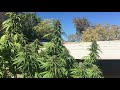 3C's Season 8 2017: Outdoor Organic Medical Cannabis Flowering week before harvest