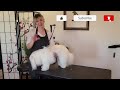 Apprentice Series: Natural Face Trim on a Coton de Tulear-Walkthrough of full face and head grooming