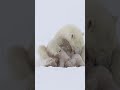 Amazing Polar Bear Nurses Cubs!