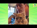 Can Rescuers Save A Frozen Mouse And A Lonely Kitten? | Dodo Kids | Rescued!