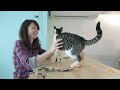 Cat Cafe 'Meow Parlour' Gives Patrons Prime Cat Time | TODAY